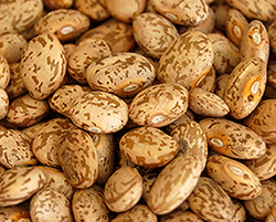 Pinto-Beans-large